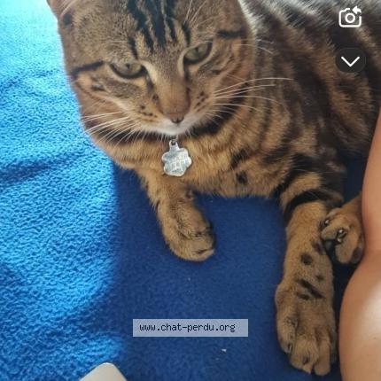 Photo 1/1 Blaise Chat perdu à Eguzon chantome