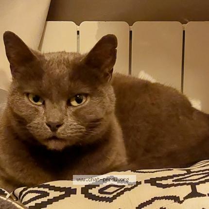 Photo 1/1 Minou Chat perdu à Rosendael