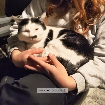 Photo 1/1 Chat retrouvé Perdu à Sceaux sur huisne