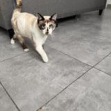 Photo de chat perdu à Decines Charpieu