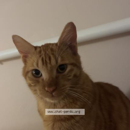 Photo 1/4 Loki Chat perdu à Auvers sur oise