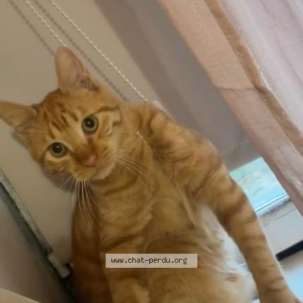 Photo 2/4 Loki Chat perdu à Auvers sur oise