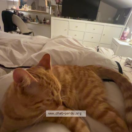 Photo 3/4 Loki Chat perdu à Auvers sur oise