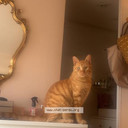 Photo 4/4 Loki Chat perdu à Auvers sur oise