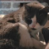 Photo de chat perdu à La Suze Sur Sarthe