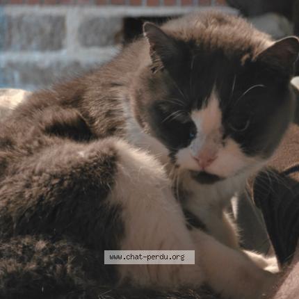 Photo 1/1 Chat retrouvé Perdu à La suze sur sarthe