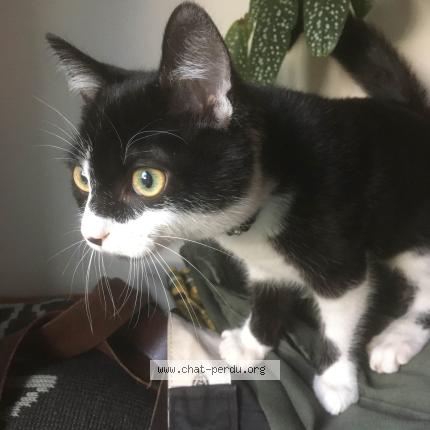 Photo 1/1 Chat retrouvé Trouvé à Rennes