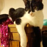 Photo de chat perdu à Congenies