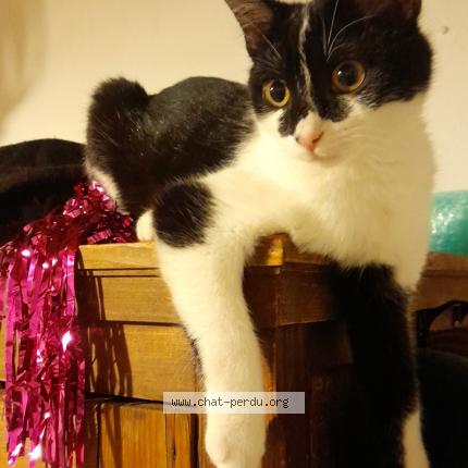 Photo 1/1 Coxy Chat perdu à Congenies