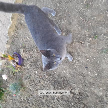 Photo 1/1 Bibiche Chat perdu à Mezieres sur ponthouin