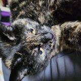 Photo de chat perdu à Sint Lambrechts Woluwe