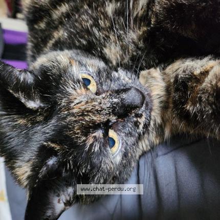 Photo 1/1 Pouf Chat perdu à Sint lambrechts woluwe