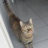 Photo de chat perdu à Gallargues Le Montueux