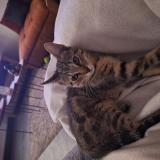 Photo de chat trouvé à Chateletelinea