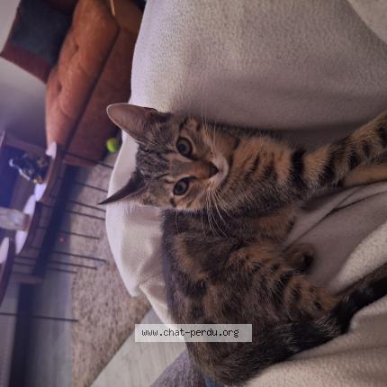 Photo 1/1 Chat trouvé Trouvé à Chateletelinea