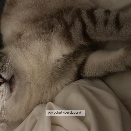 Photo 1/1 Gargu Chat perdu à Courcouronnes