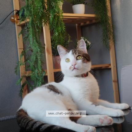 Photo de chat perdu à Rousson