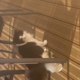 Photo de chat perdu à Le Puy