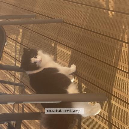 Photo 1/1 Nougat Chat perdu à Le puy