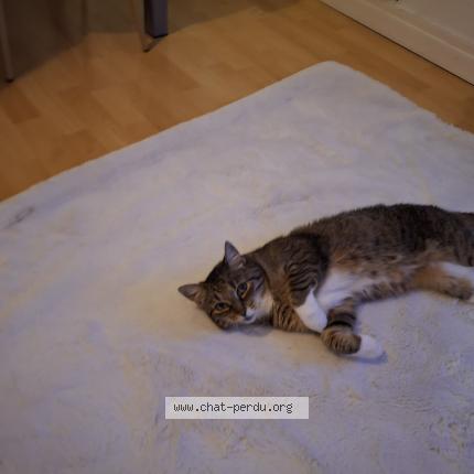 Photo 1/1 Gandja Chat perdu à Parentis en born