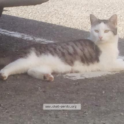 Photo 1/2 Fripouille Chat perdu à Nivillac