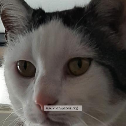 Photo 2/2 Fripouille Chat perdu à Nivillac