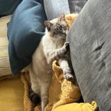 Photo de chat perdu à Cournon D Auvergne