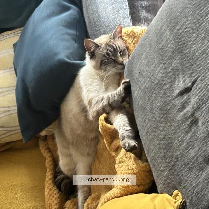 Photo 1/1 Tatooine Chat perdu à Cournon d auvergne