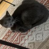 Photo de chat perdu à Begles