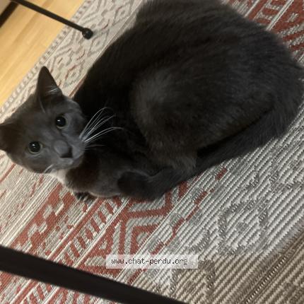 Photo 1/1 Simba Chat perdu à Begles