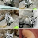 Photo de chat perdu à Cerro Navia