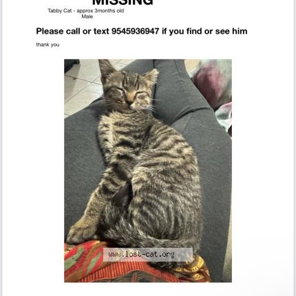 Photo 1/1 Mecca Chat perdu à Plantation