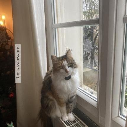 Photo 1/1 Chat retrouvé Perdu à Sevres