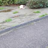 Photo de chat trouvé à Saint Gilles