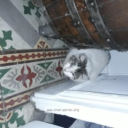 Photo 1/1 Chat retrouvé Perdu à Saint Aubin Sur Mer