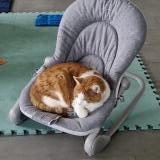 Photo de chat perdu à Givisiez