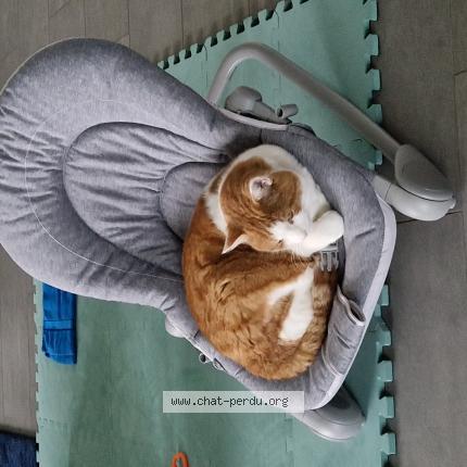 Photo 1/1 Diesel Chat perdu à Givisiez