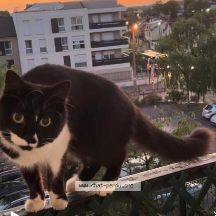 Photo 1/1 Micha Chat perdu à Livry gargan