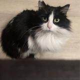 Photo de chat perdu à Gesnes Le Gandelin