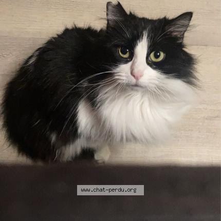 Photo 1/1 Duchesse Chat perdu à Gesnes le gandelin