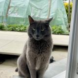 Photo de chat perdu à Messimy