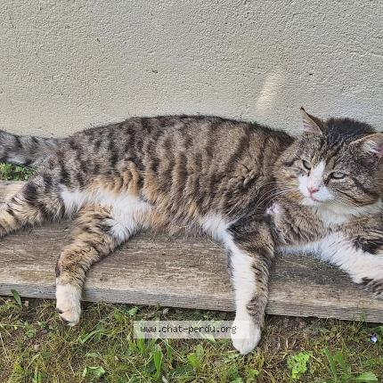 Photo 1/1 Oreo Chat perdu à Saint georges haute ville