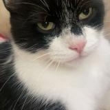 Photo de chat perdu à Orleans