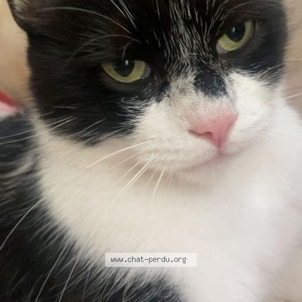 Photo 1/1 Flèche Chat perdu à Orleans