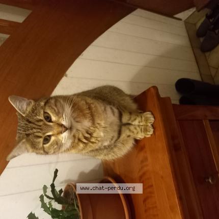 Photo 1/1 Mona Chat perdu à Plumelec