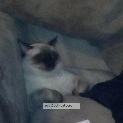 Photo 1/1 Willow Chat perdu à Tulsa