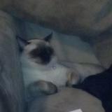 Photo de chat perdu à Tulsa