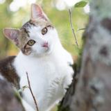 Photo de chat perdu à St Hilaire De Riez