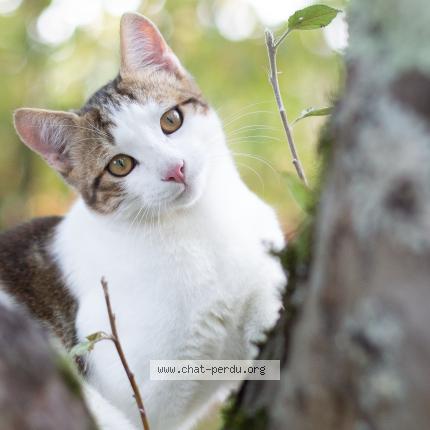 Photo 1/1 Bonbon Chat perdu à St hilaire de riez