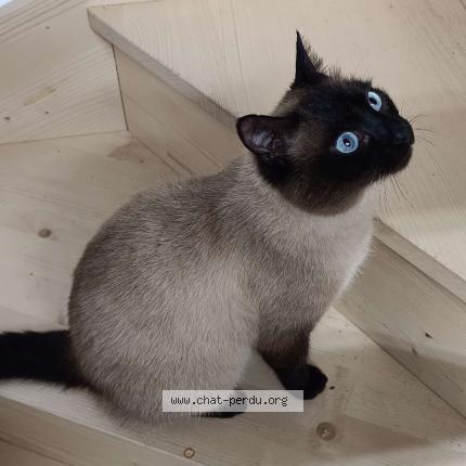 Photo 1/1 Blue Chat perdu à La chaize le vicomte